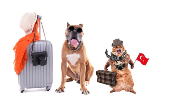 Правила ввоза животных в Турцию и вывоза
